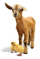 Give A Goat Charity World Vision